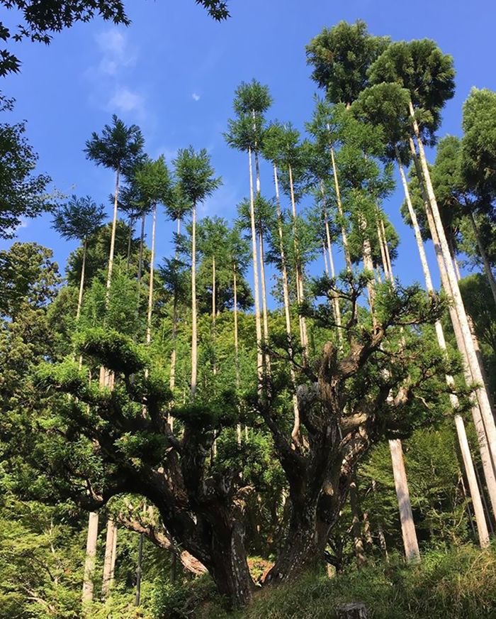 森林病虫害火灾